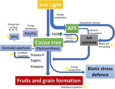 Cacao agroforestry systems beyond the stigmas: Biotic and abiotic stress incidence impact